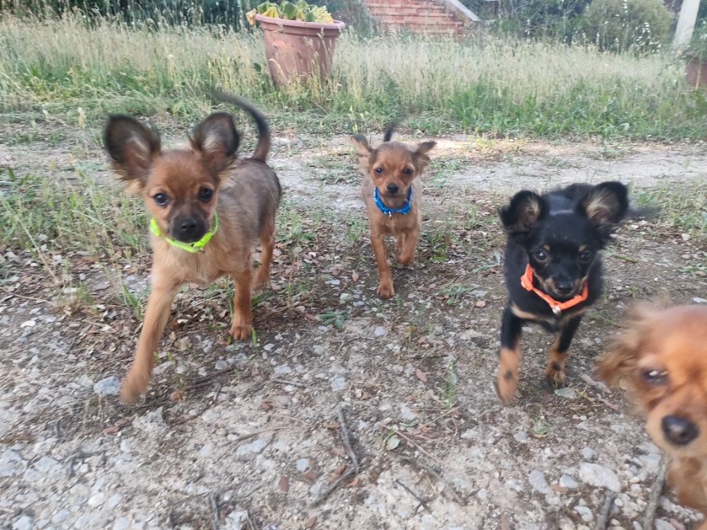 chiot clef en main ! 