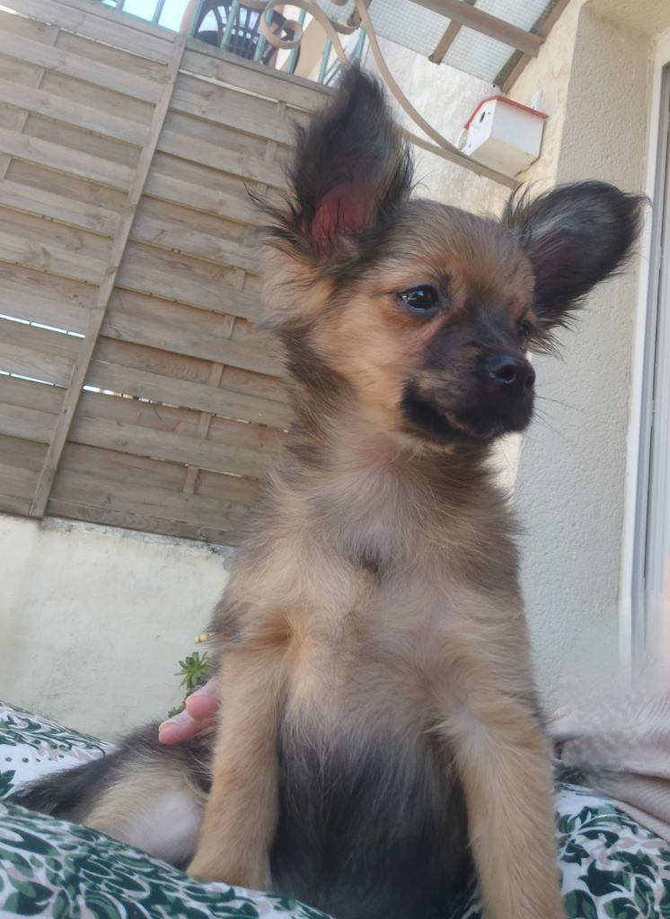 Des Jardins Macacy - Chiots disponibles - Russkiy Toy (Petit Chien Russe)