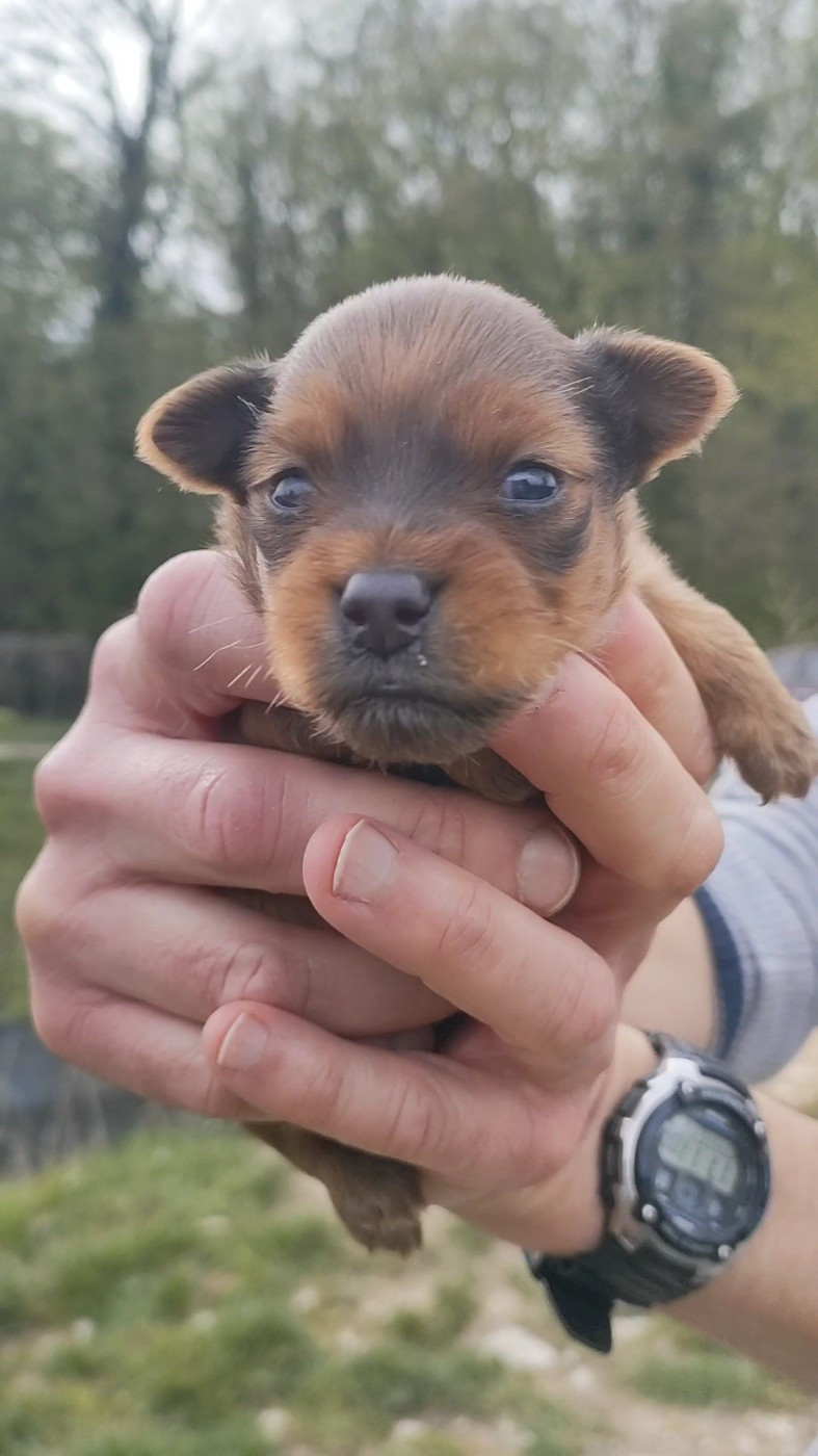 Des Jardins Macacy - Chiots disponibles - Russkiy Toy (Petit Chien Russe)