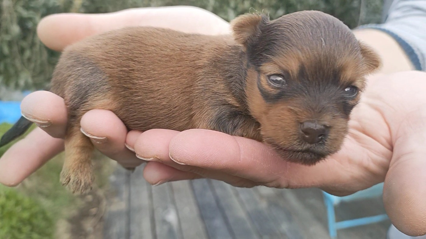 Des Jardins Macacy - Chiots disponibles - Russkiy Toy (Petit Chien Russe)