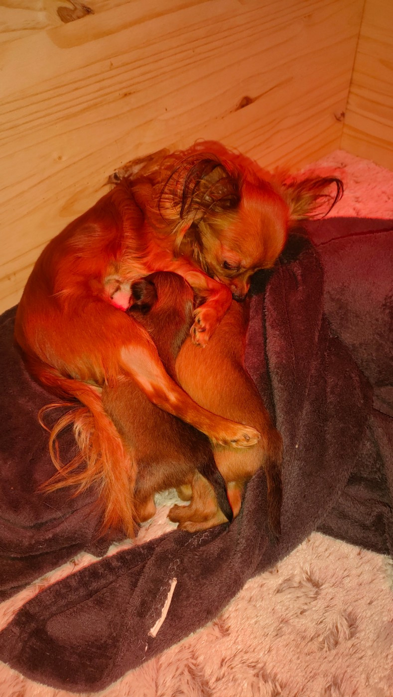 Chiot Russkiy Toy (Petit Chien Russe) Des Jardins Macacy