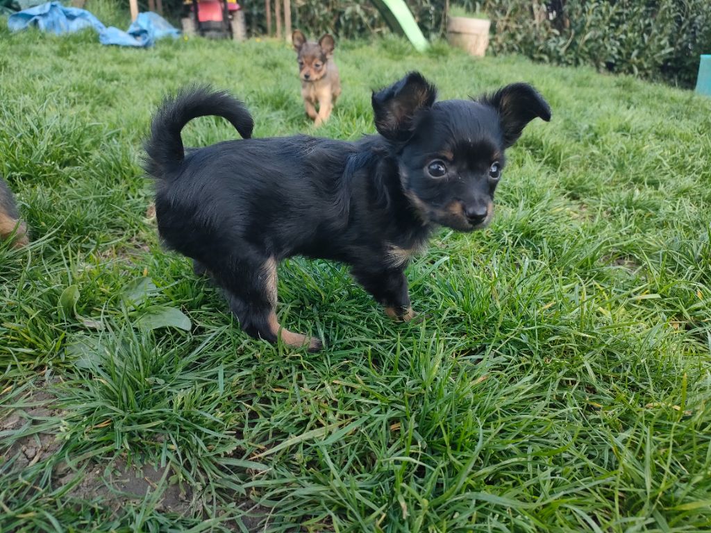 Des Jardins Macacy - Chiots disponibles - Russkiy Toy (Petit Chien Russe)