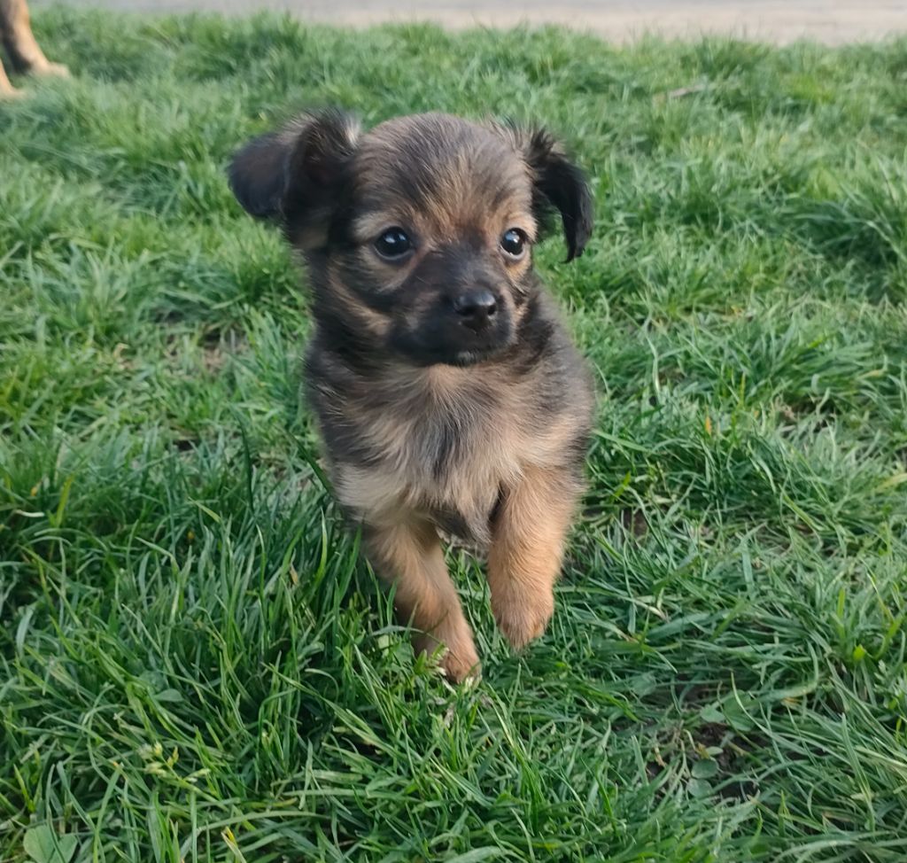 Des Jardins Macacy - Chiots disponibles - Russkiy Toy (Petit Chien Russe)