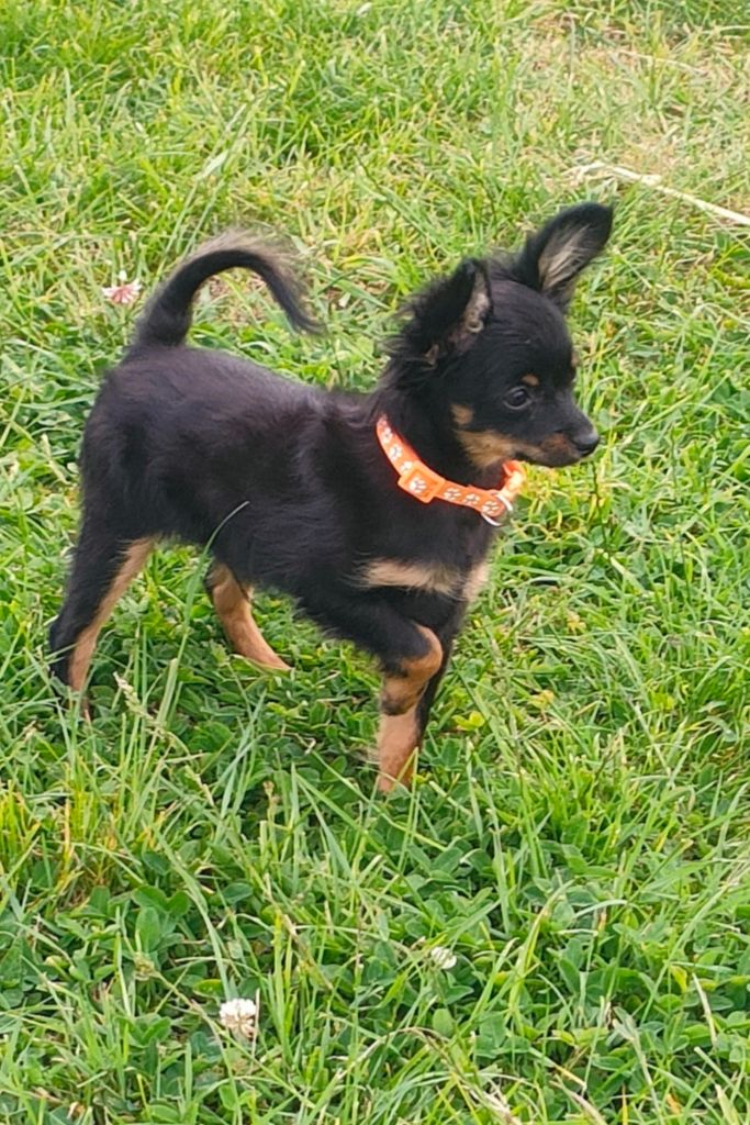 Des Jardins Macacy - Chiots disponibles - Russkiy Toy (Petit Chien Russe)