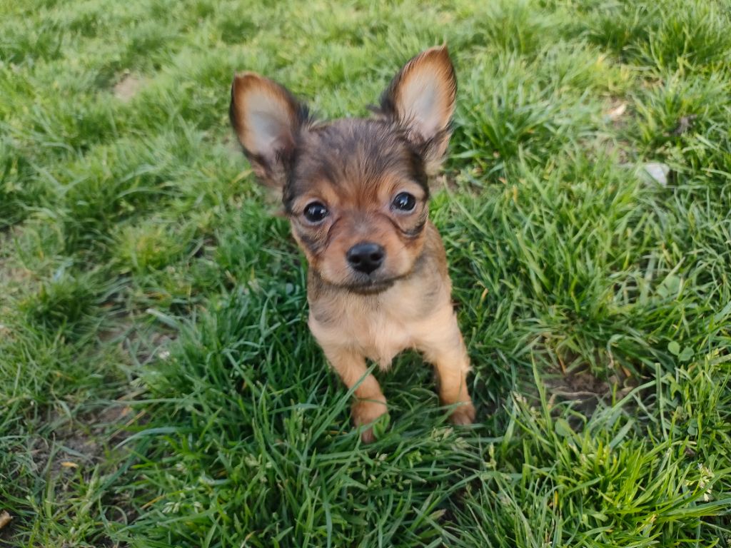 Des Jardins Macacy - Chiots disponibles - Russkiy Toy (Petit Chien Russe)